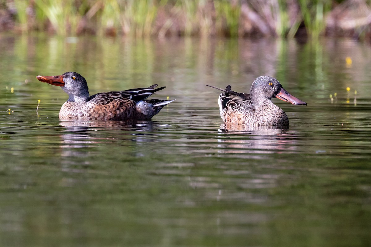 Northern Shoveler - ML258501561