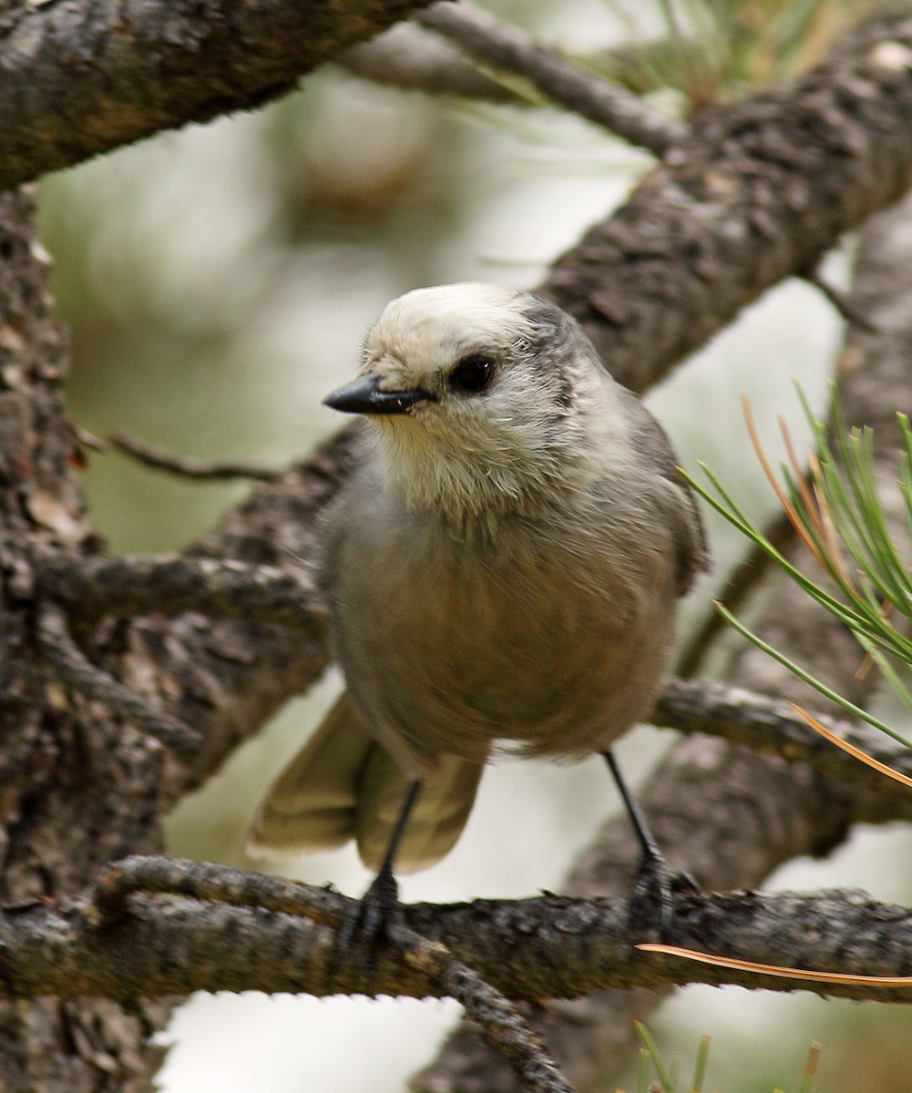 Canada Jay - ML258501601