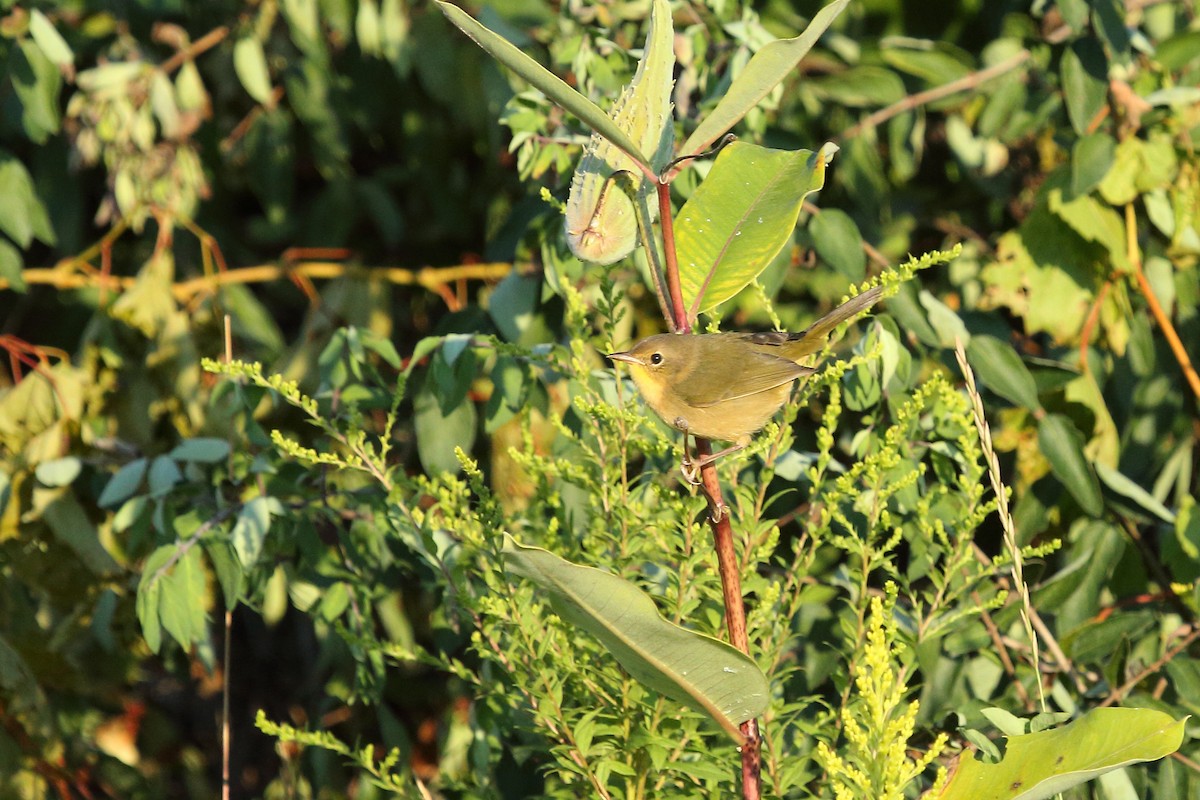 Common Yellowthroat - Raaj  Bora