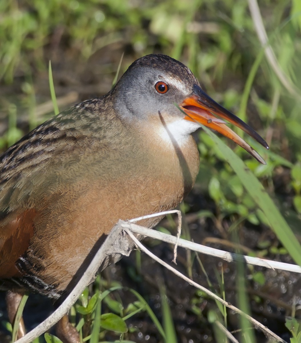 Virginia Rail - Joshua Vandermeulen