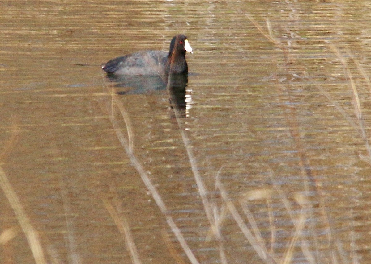 American Coot (Red-shielded) - ML25850391