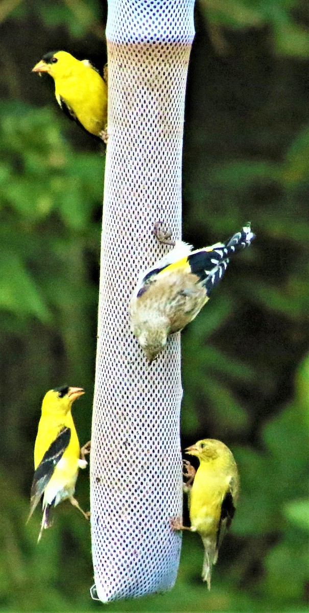 European Goldfinch - ML258504321