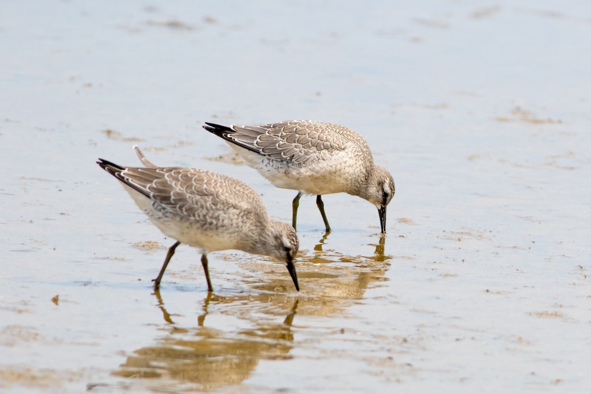 Red Knot - ML258504751