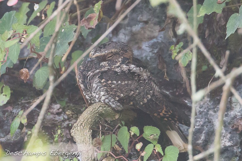 Tawny-collared Nightjar - ML25850771