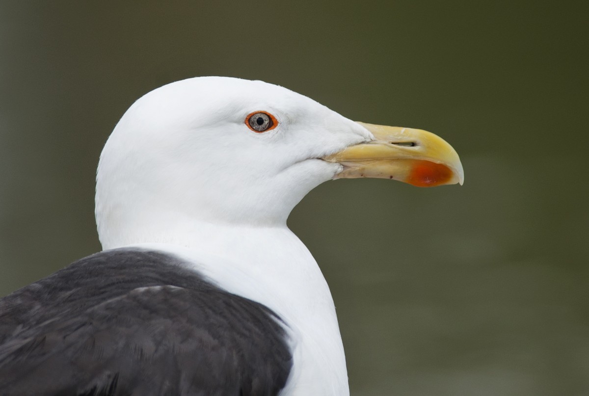 Great Black-backed Gull - ML258508261