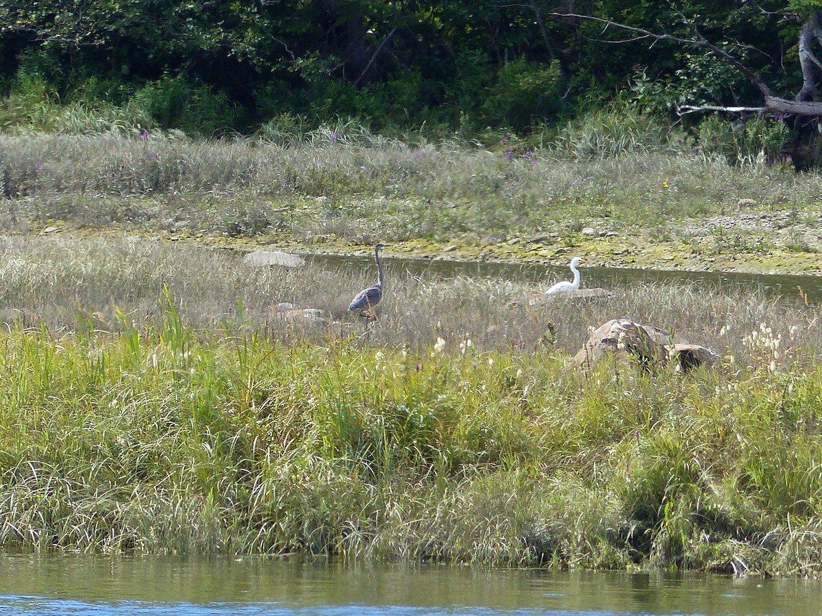 Great Egret - ML258509001