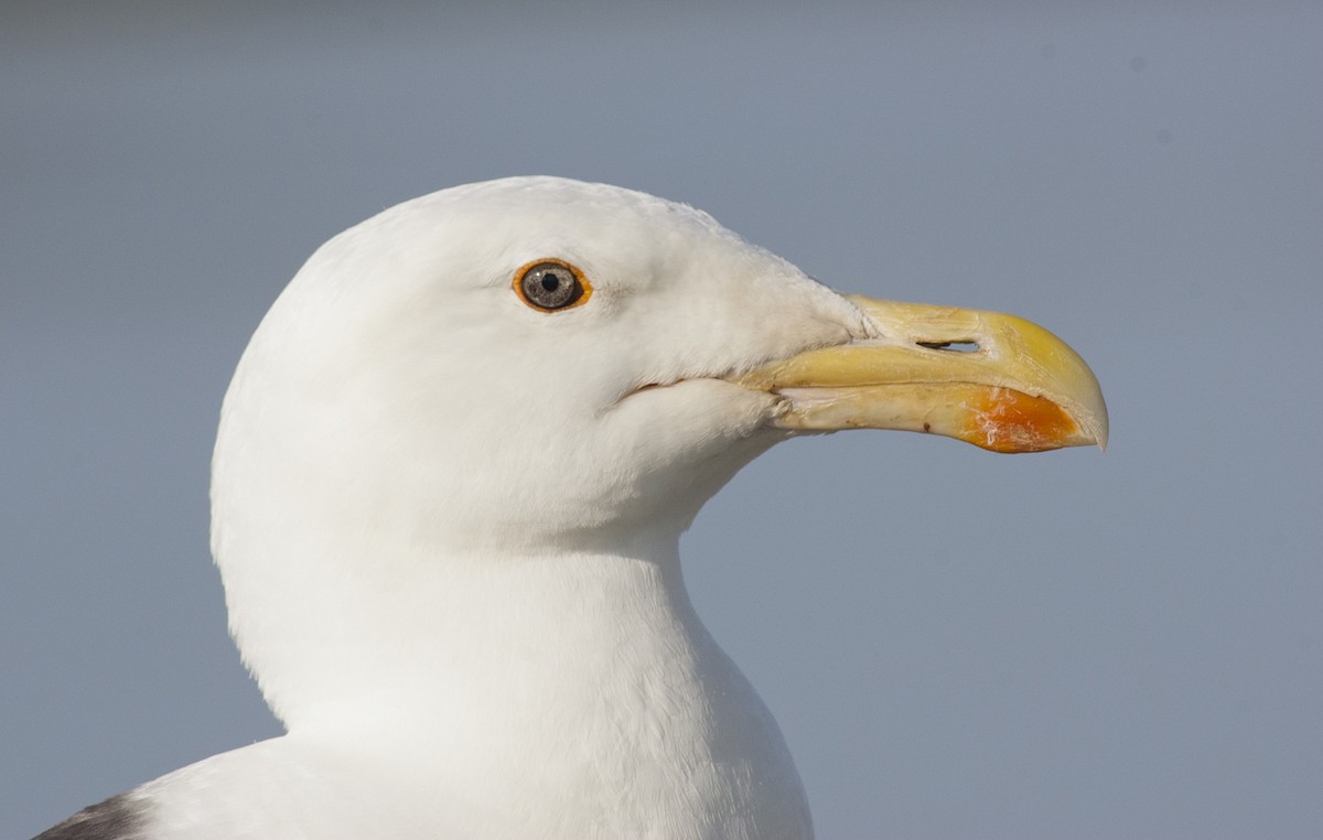 Great Black-backed Gull - ML258509761