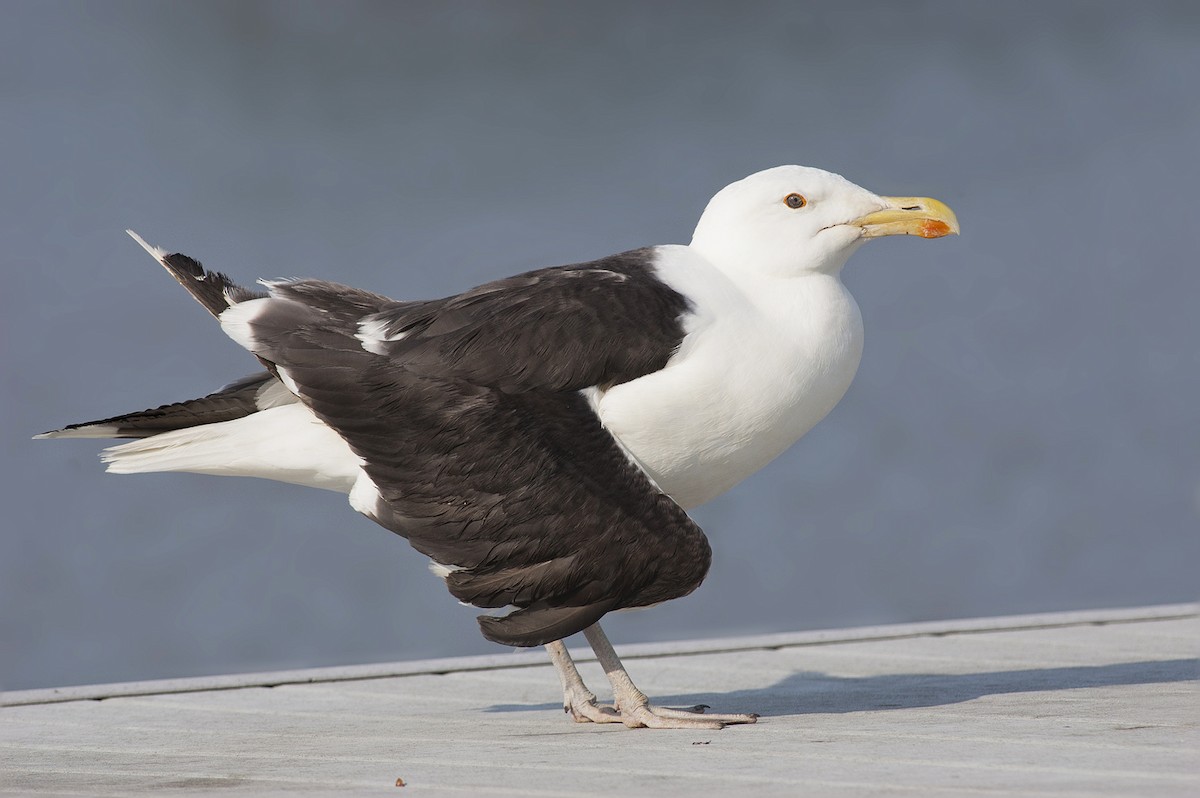 Great Black-backed Gull - Joshua Vandermeulen