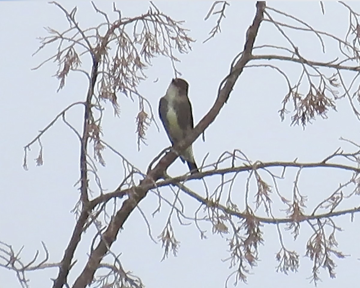 Olive-sided Flycatcher - ML258513711