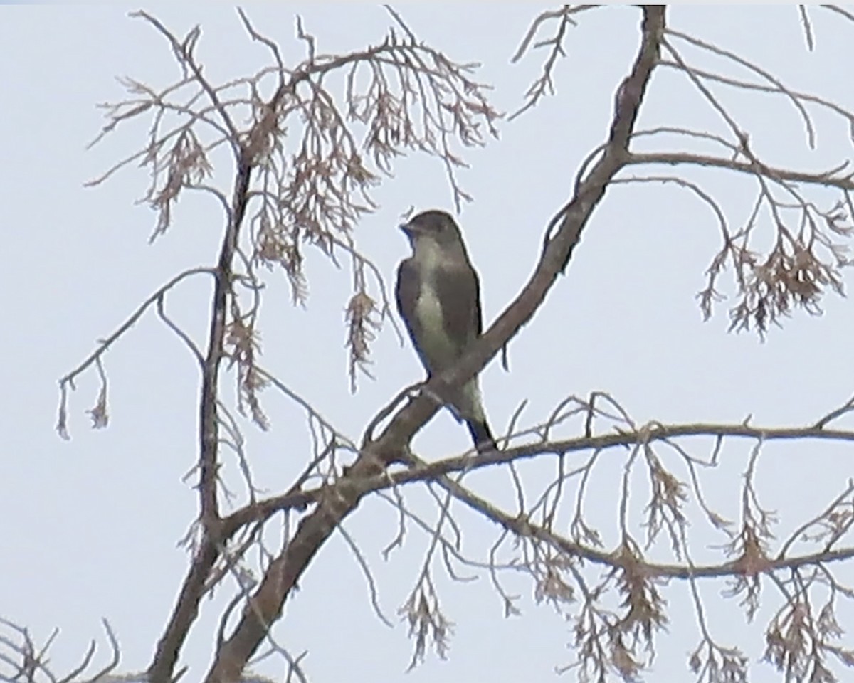 Olive-sided Flycatcher - ML258513721