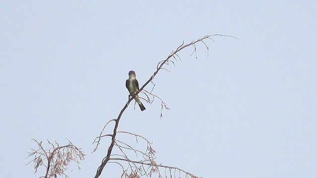 Olive-sided Flycatcher - ML258514391