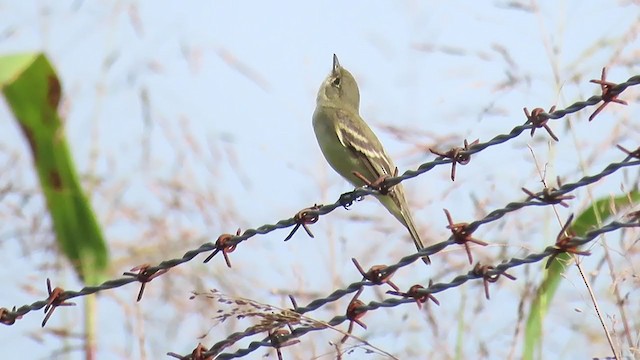 Alder/Willow Flycatcher (Traill's Flycatcher) - ML258514681