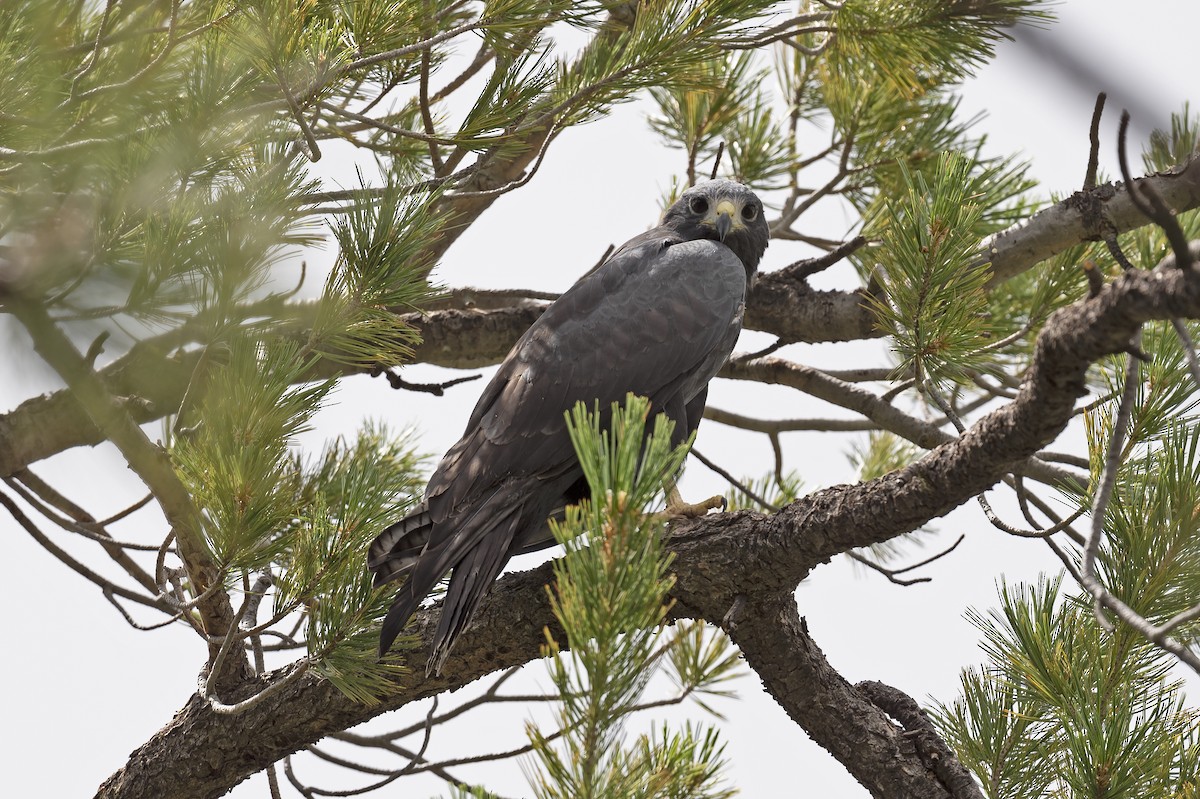 Zone-tailed Hawk - Susan Earnest