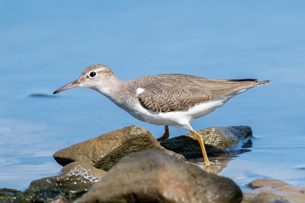 Spotted Sandpiper - Don Keffer