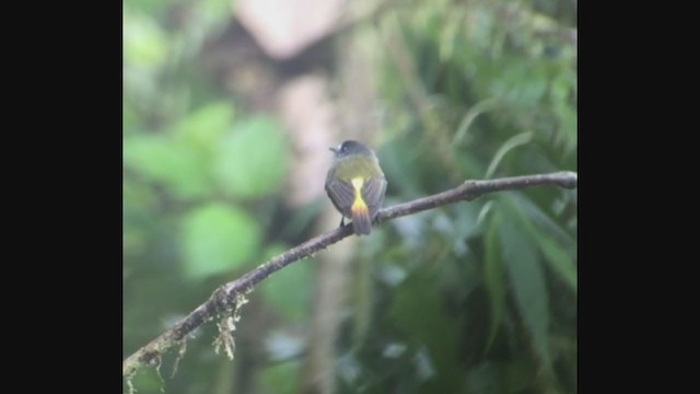 Ornate Flycatcher - ML258519021