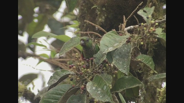 brunhaleparakitt - ML258519911