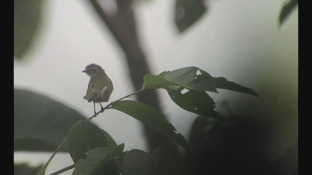 Choco Tyrannulet - ML258521441