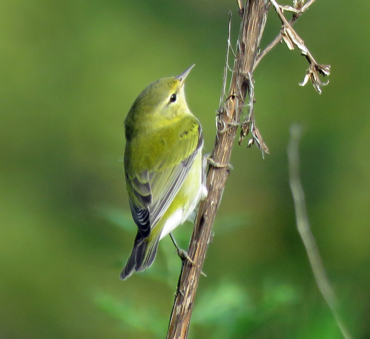Tennessee Warbler - Eric D Gyllenhaal