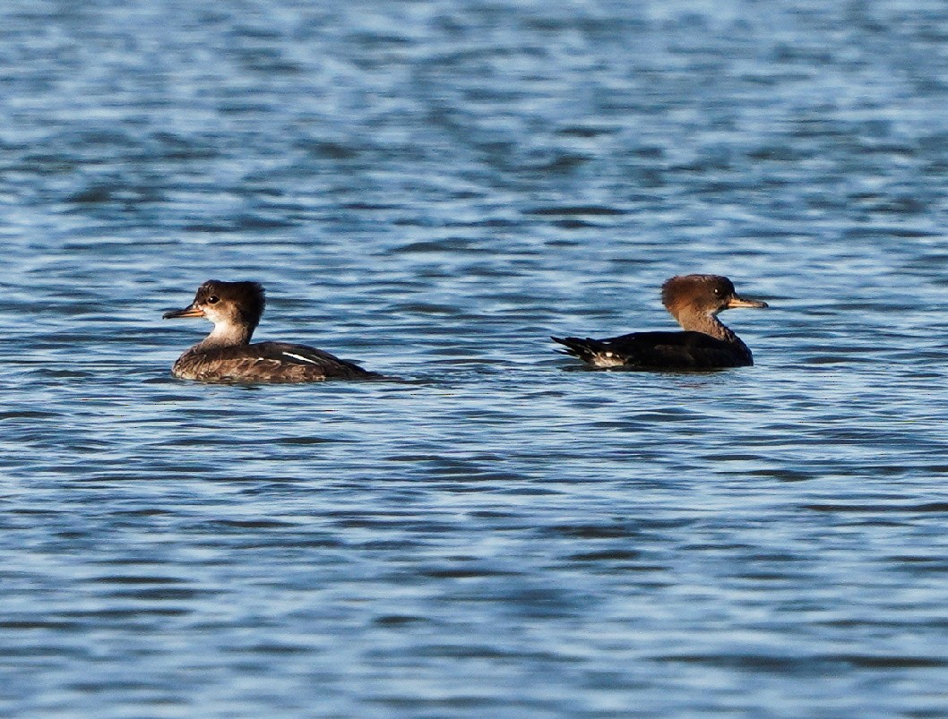 Hooded Merganser - Nancy Newland