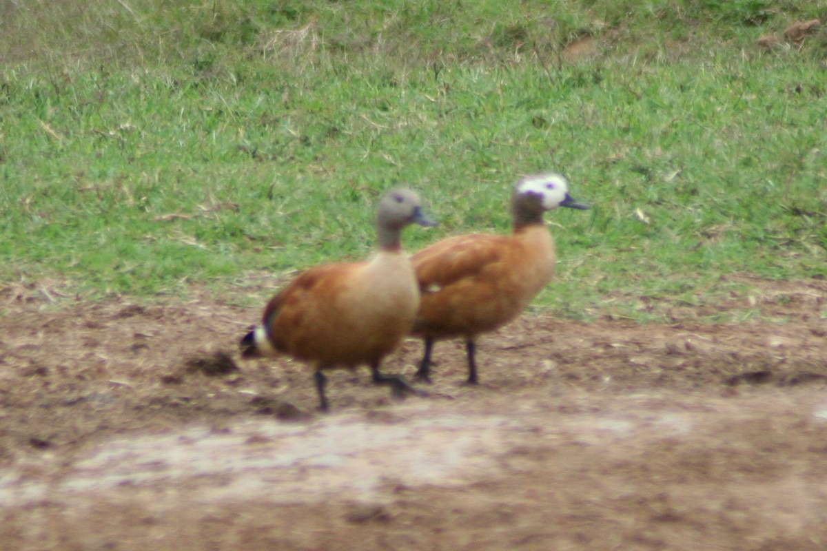 South African Shelduck - ML258523621