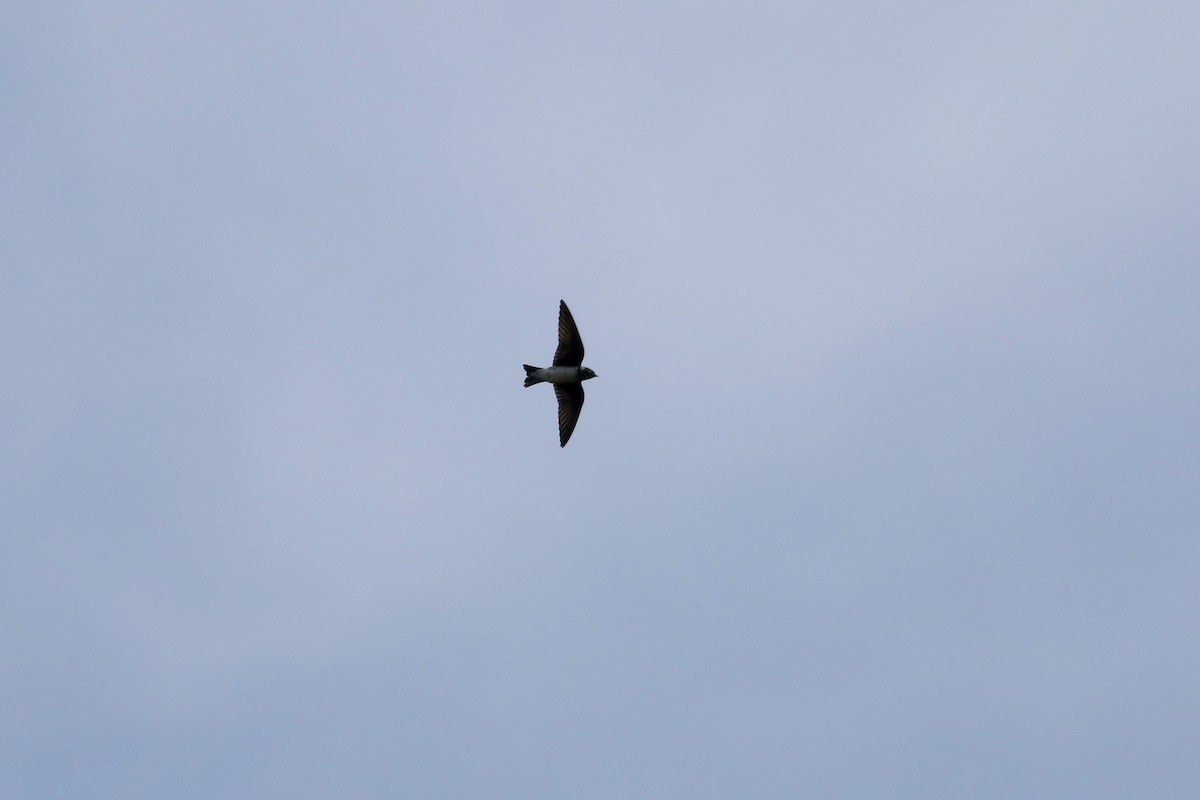 Golondrina Purpúrea - ML258523801