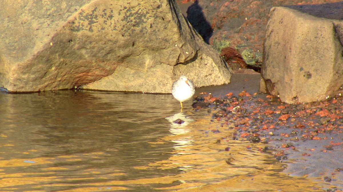 Rock Sandpiper - Carl Haynie