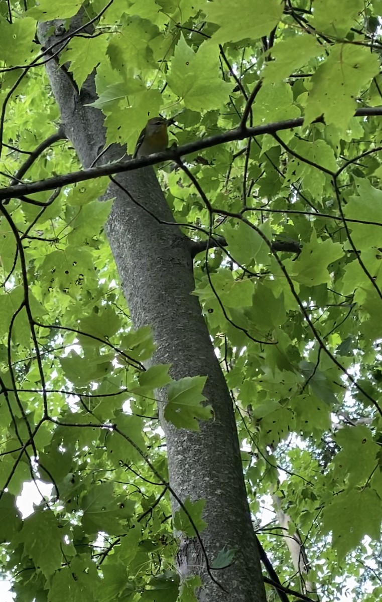 Northern Parula - Kaelyn Bumelis