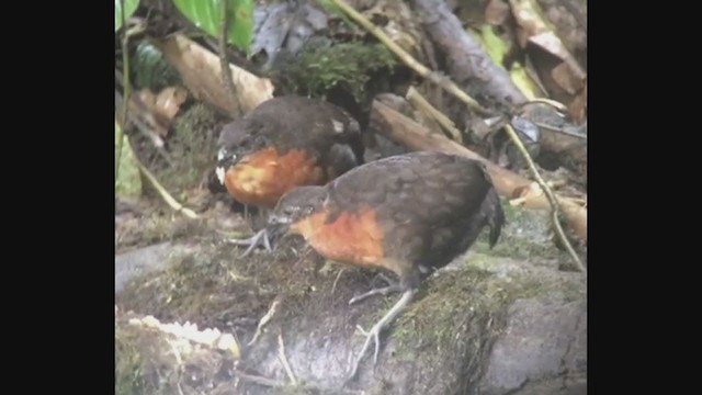 Dark-backed Wood-Quail - ML258529331