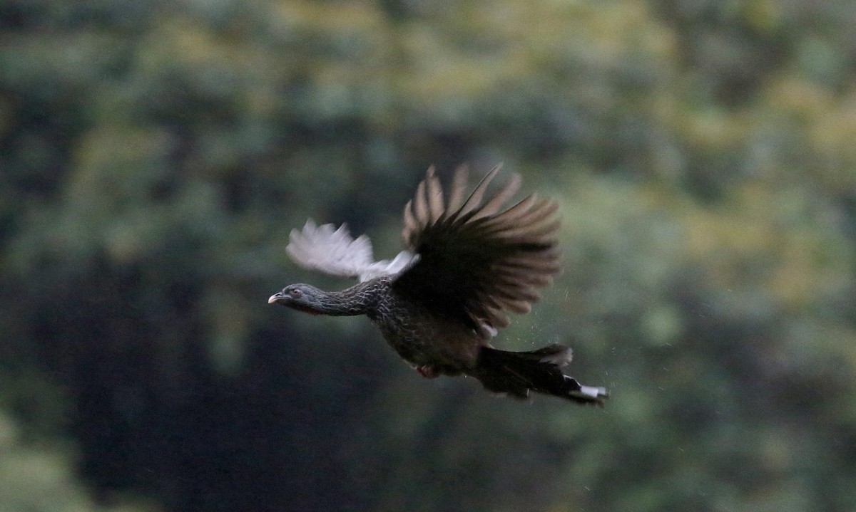 Andean Guan - Jay McGowan