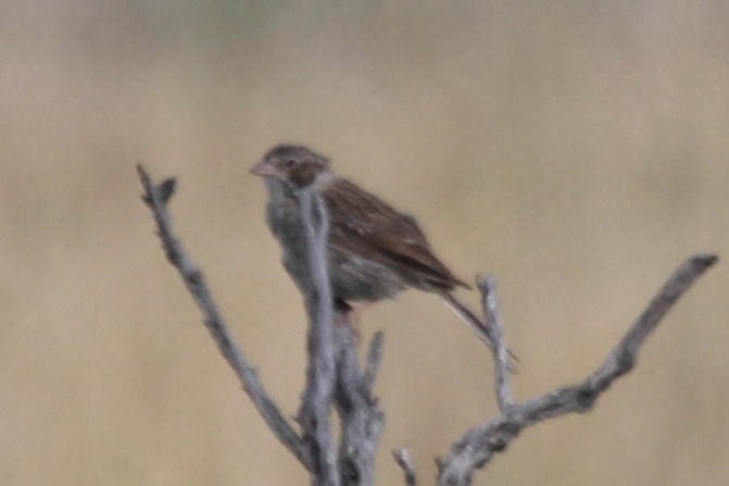 Vesper Sparrow - ML258530701