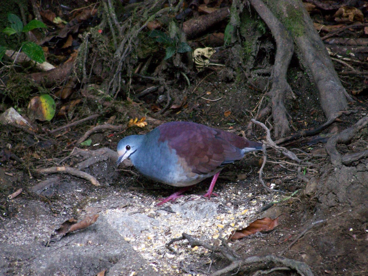 Buff-fronted Quail-Dove - ML258530761