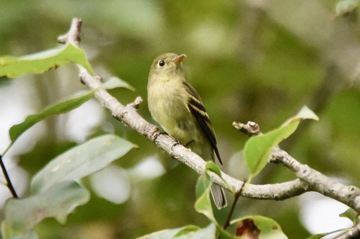 Yellow-bellied Flycatcher - ML258531221