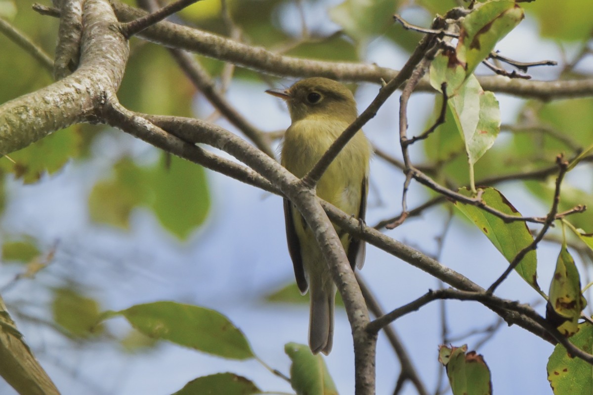 Yellow-bellied Flycatcher - ML258531271