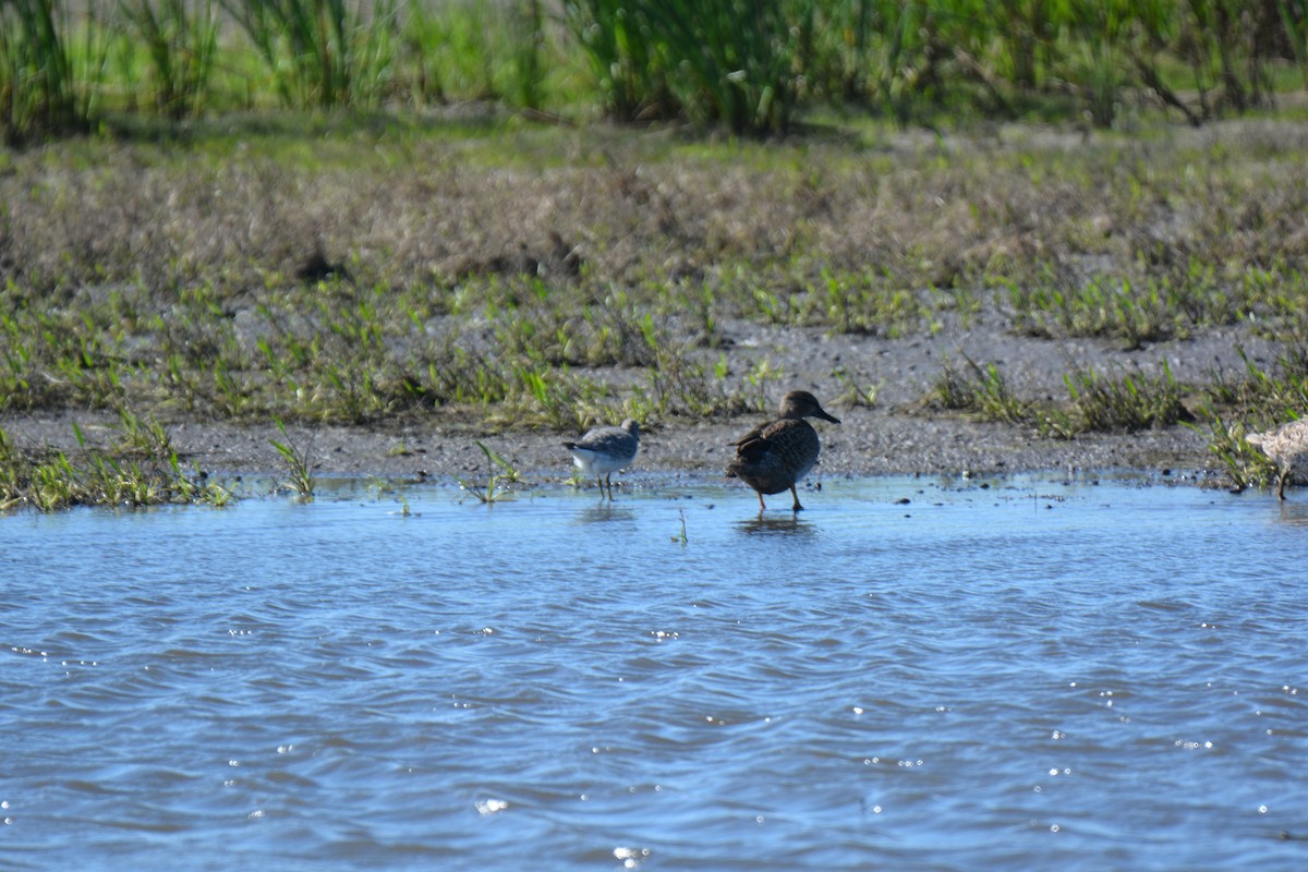 Red Knot - ML258532531