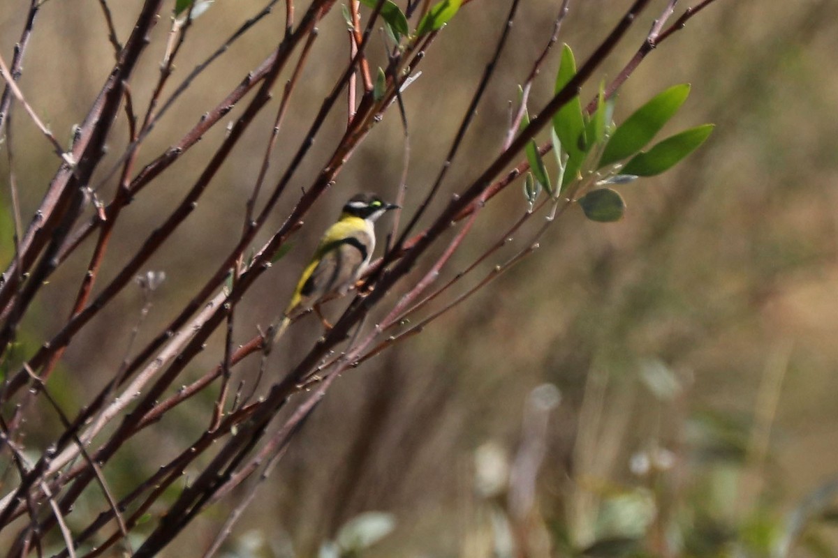 Black-chinned Honeyeater (Golden-backed) - ML258534411