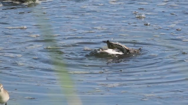 Semipalmated Sandpiper - ML258534761