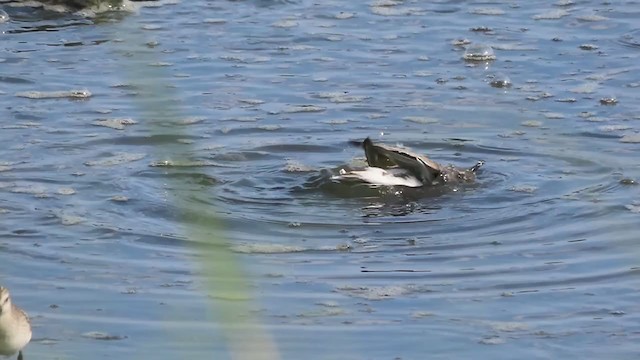 Semipalmated Sandpiper - ML258534761