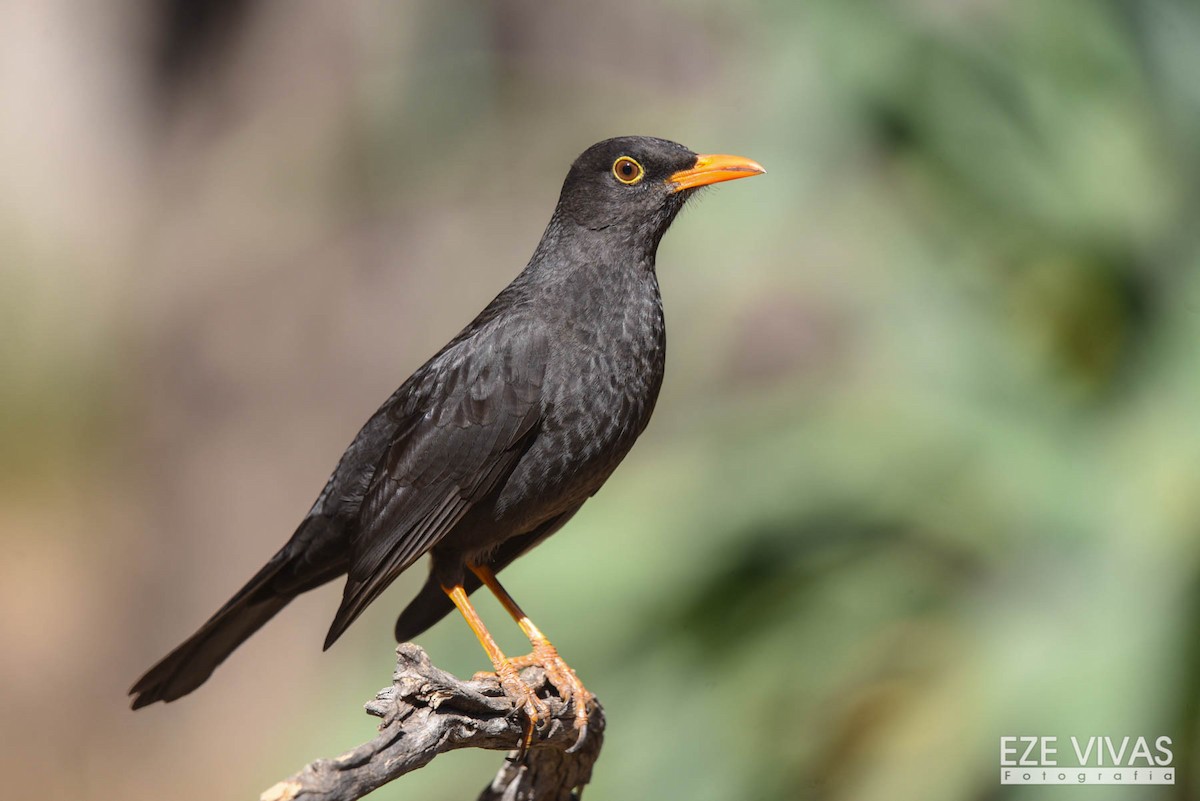 Chiguanco Thrush - ML258535831