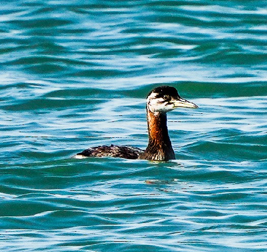 Red-necked Grebe - ML258537361