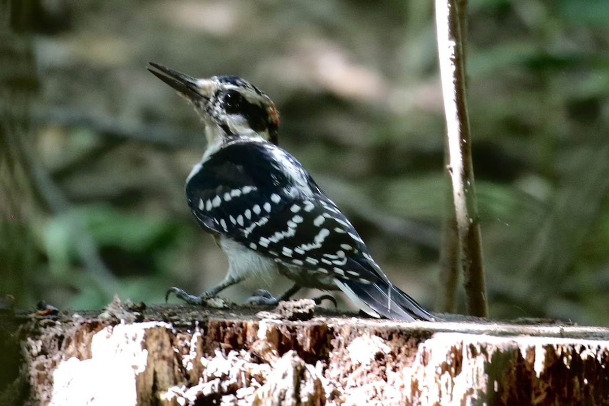 Hairy Woodpecker - ML258537641