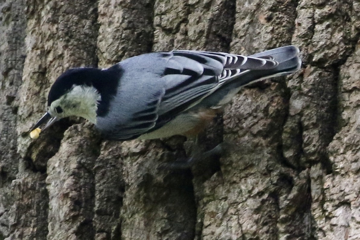 White-breasted Nuthatch - ML258537721