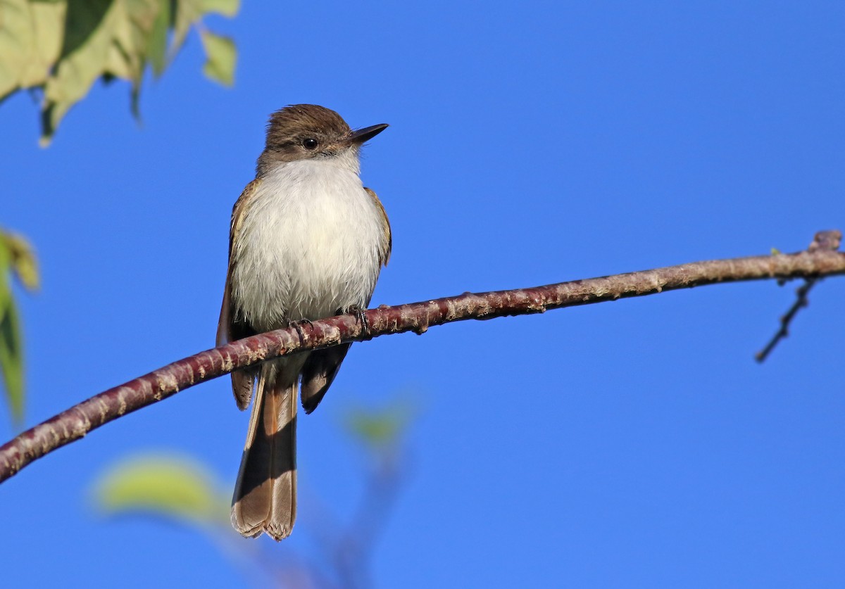 La Sagra's Flycatcher - ML258538071
