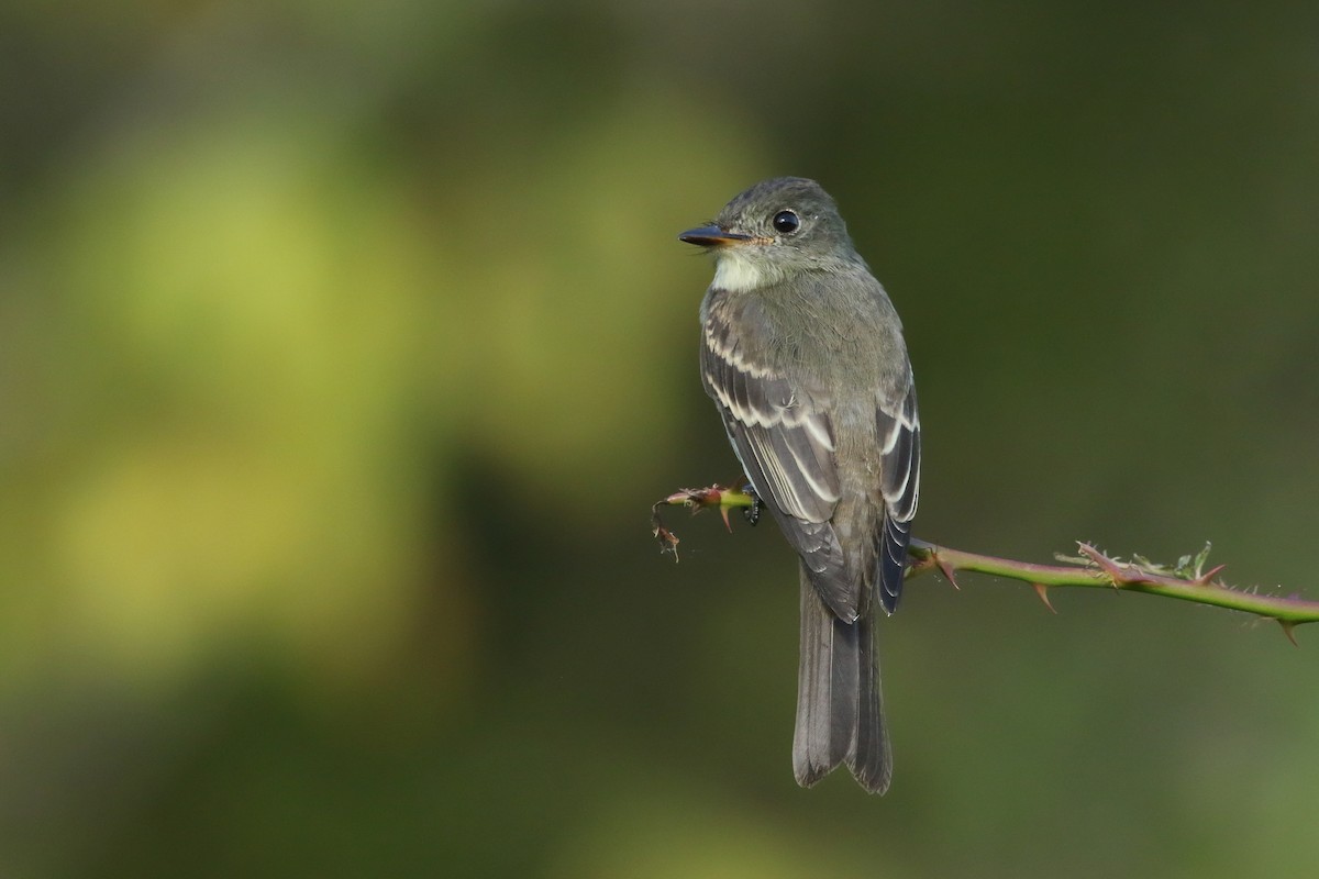 Eastern Wood-Pewee - ML258538891