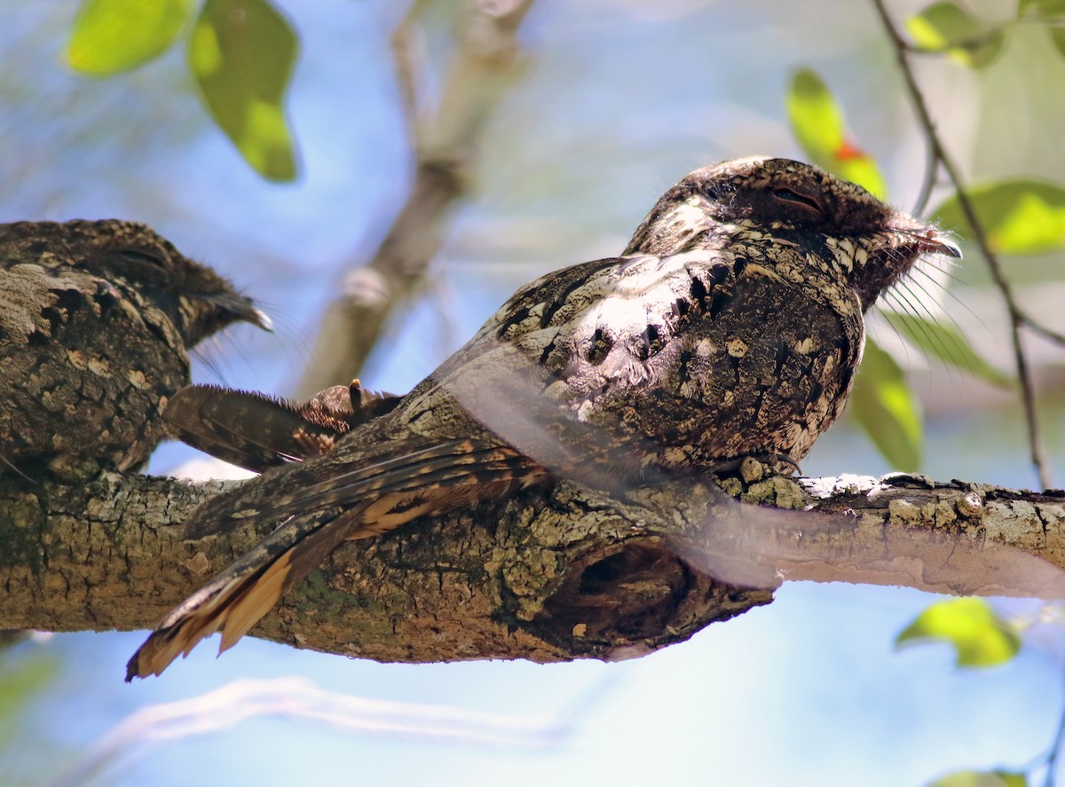 Cuban Nightjar - ML258539451