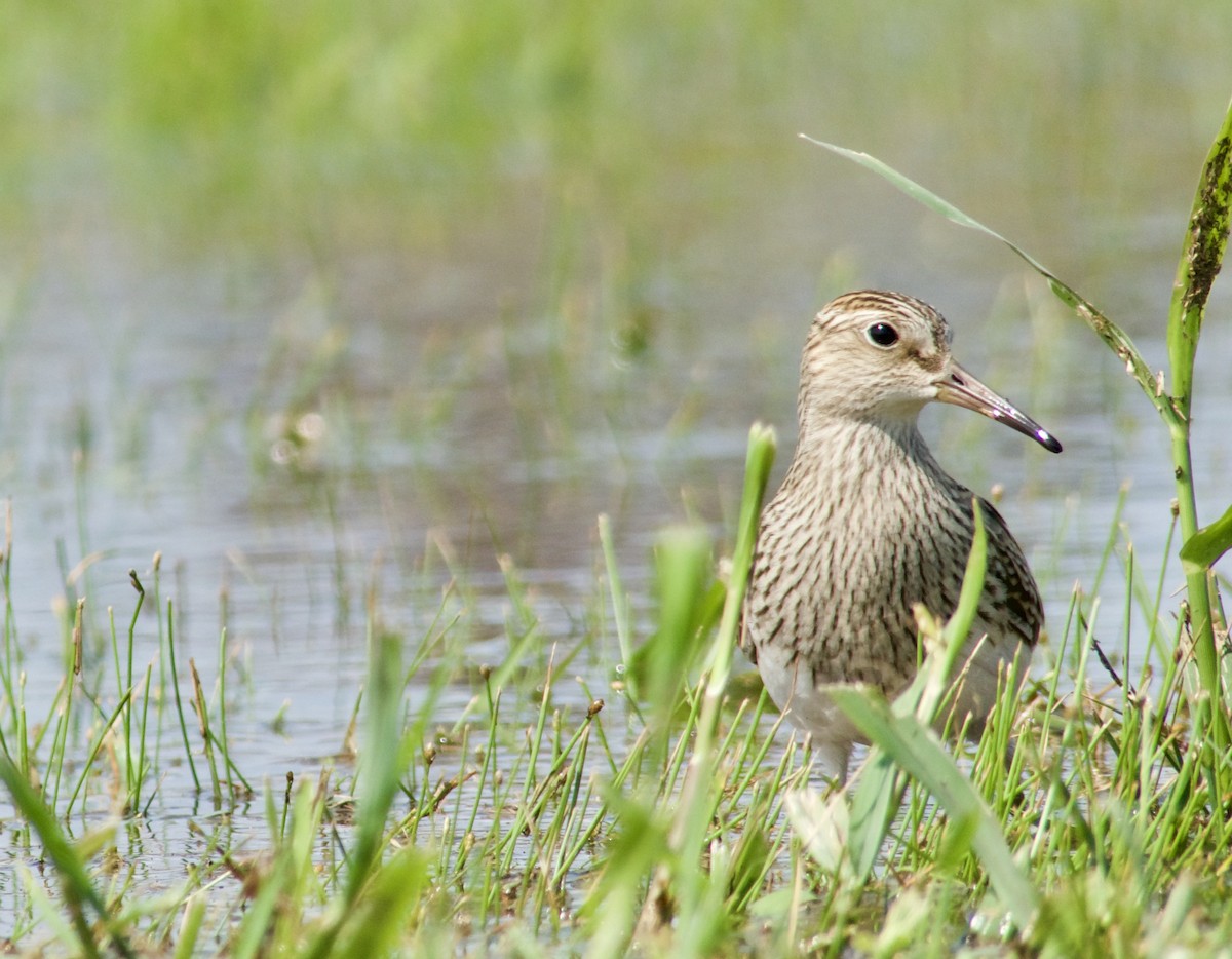 Pectoral Sandpiper - Eli Holton