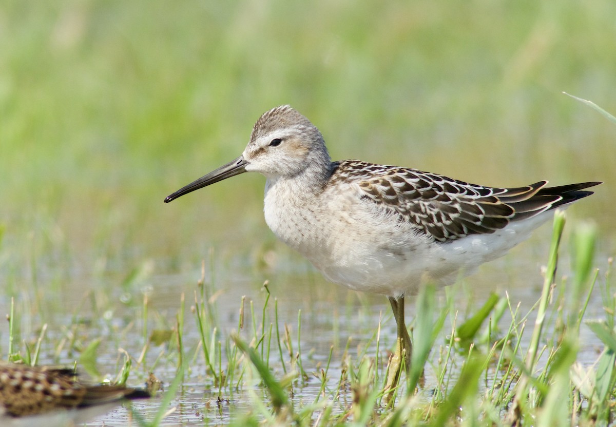 Stilt Sandpiper - Eli Holton