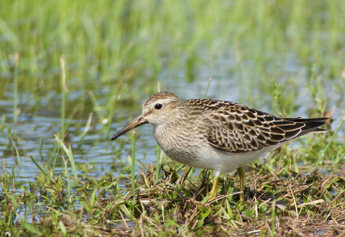 Pectoral Sandpiper - Eli Holton