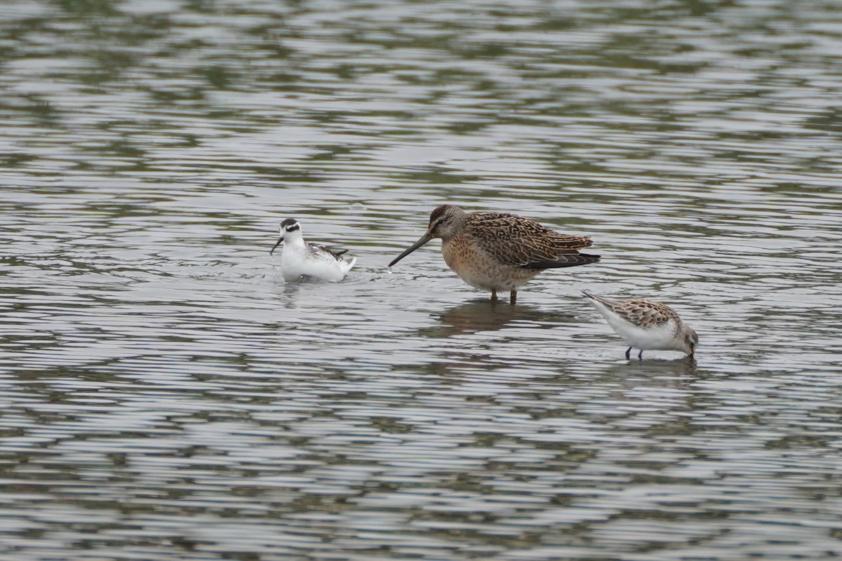 Short-billed Dowitcher - ML258541291