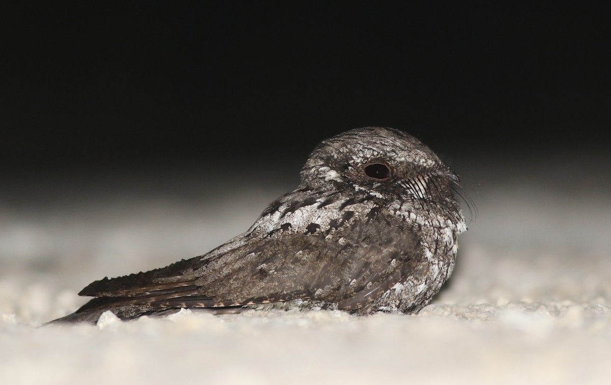 Cuban Nightjar - ML258541841