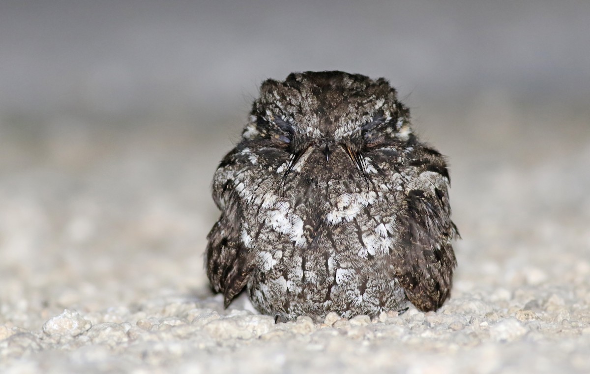 Cuban Nightjar - ML258541861